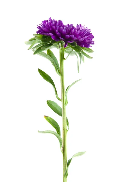 Aster Blommor Isolerad Vit Bakgrund — Stockfoto