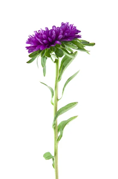 Aster Blumen Isoliert Auf Weißem Hintergrund — Stockfoto