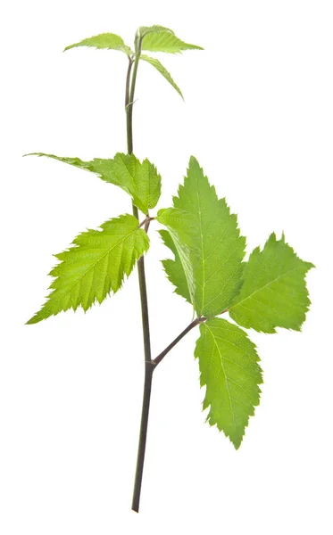 Hojas Verdes Moras Aisladas Sobre Fondo Blanco Como Elemento Del — Foto de Stock