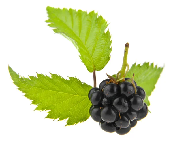 浆果黑莓在白色背景下分离 — 图库照片