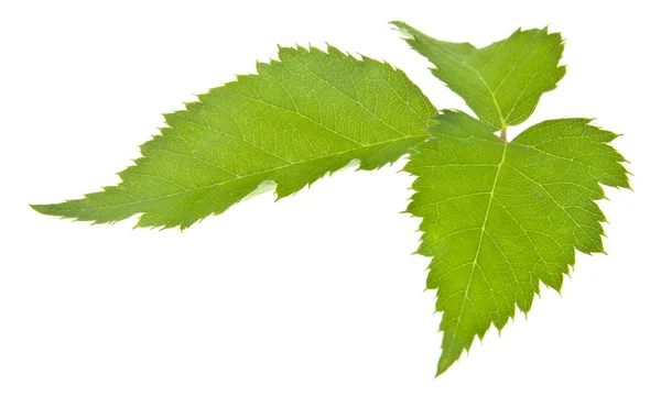 Grüne Blätter Von Brombeeren Isoliert Auf Weißem Hintergrund Als Element — Stockfoto