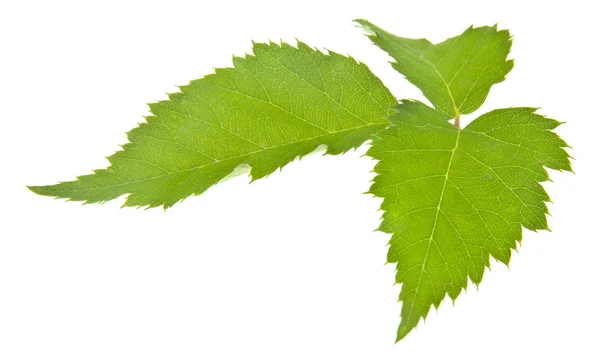 Hojas Verdes Moras Aisladas Sobre Fondo Blanco Como Elemento Del — Foto de Stock