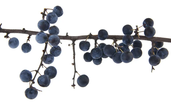 Mavi Meyveleri Izole Üzerinde Beyaz Arka Plan Açın Ambalaj Tasarımı — Stok fotoğraf