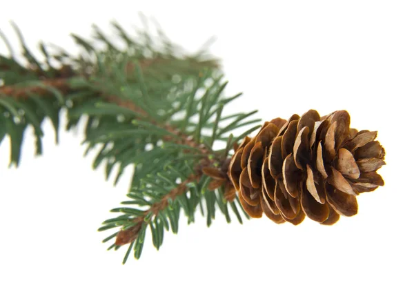 Ramo Verde Dell Albero Natale Con Coni Isolati Sfondo Bianco — Foto Stock