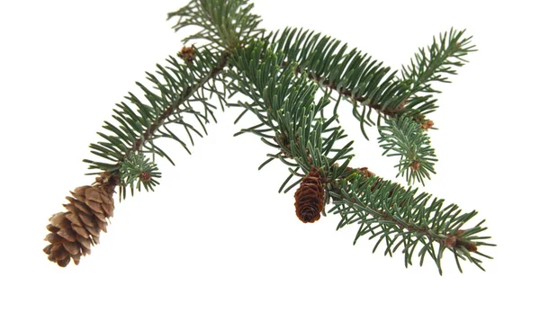 Yeşil Beyaz Arka Plan Üzerinde Izole Koniler Ile Noel Ağacı — Stok fotoğraf