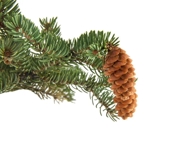 Grüne Zweig Des Weihnachtsbaums Mit Zapfen Isoliert Auf Weißem Hintergrund — Stockfoto