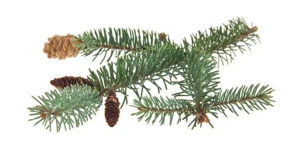 Groene Tak Van Kerstboom Met Kegels Geïsoleerd Witte Achtergrond — Stockfoto