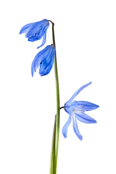 Scilla Niebieskie Kwiaty Białym Tle — Zdjęcie stockowe