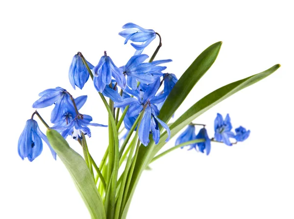 Голубые Цветы Scilla Изолированы Белом Фоне — стоковое фото