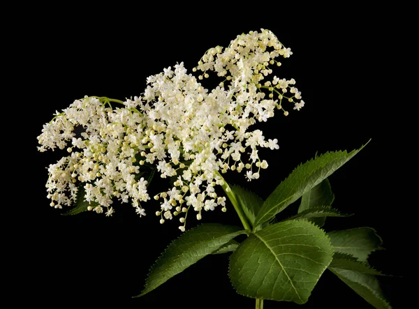 Квіти Бузини Чорному Тлі — стокове фото