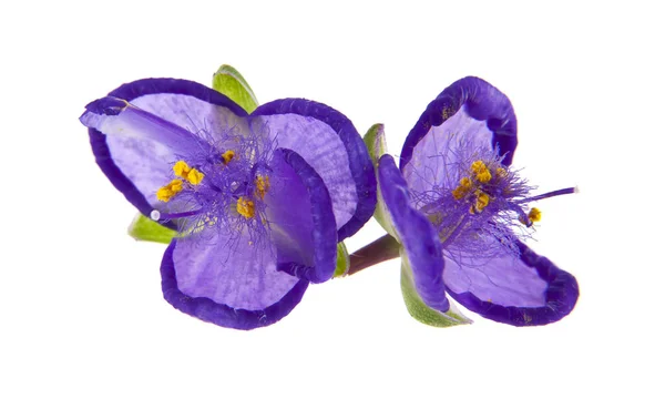 Lila Blommor Isolerad Vit Bakgrund Som Del Förpackningsdesign — Stockfoto