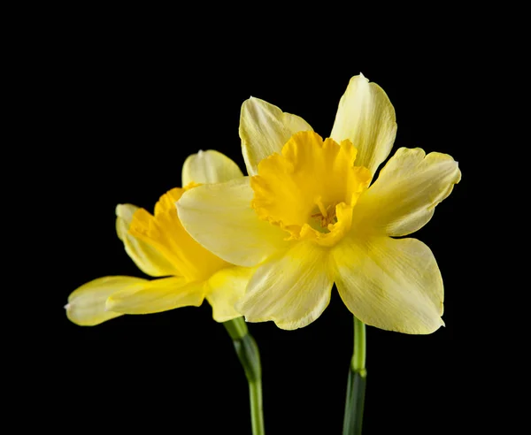 Flores Daffodil Isoladas Fundo Preto — Fotografia de Stock