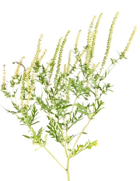 Ragweed Geïsoleerd Witte Achtergrond — Stockfoto