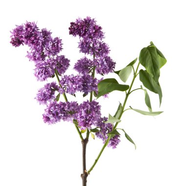 Eflatun çiçekler beyaz arka plan üzerinde izole. Ambalaj tasarımı bir unsuru olarak.