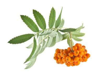 dağ kül beyaz arka plan üzerinde izole. Ambalaj tasarımı bir unsuru olarak