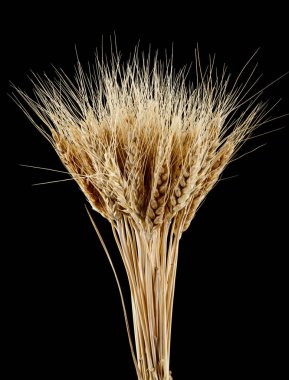 spikelets siyah bir zemin üzerine