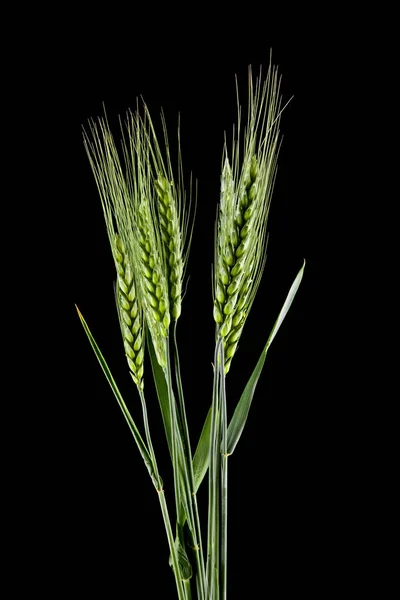 Groene Spike Geïsoleerd Een Zwarte Achtergrond Als Een Element Van — Stockfoto