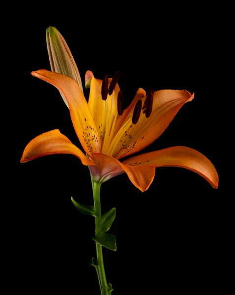 Квіти Лілії Чорному Фоні — стокове фото