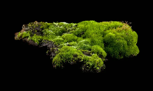 Musgo Verde Aislado Sobre Fondo Negro Como Elemento Diseño Envases —  Fotos de Stock