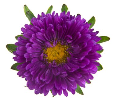 Beyaz arka plan üzerinde izole aster çiçekler