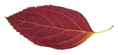 sonbahar yaprağı beyaz arkaplanda izole edildi