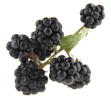 Beyaz arka plan üzerinde izole blackberry yakın çekim