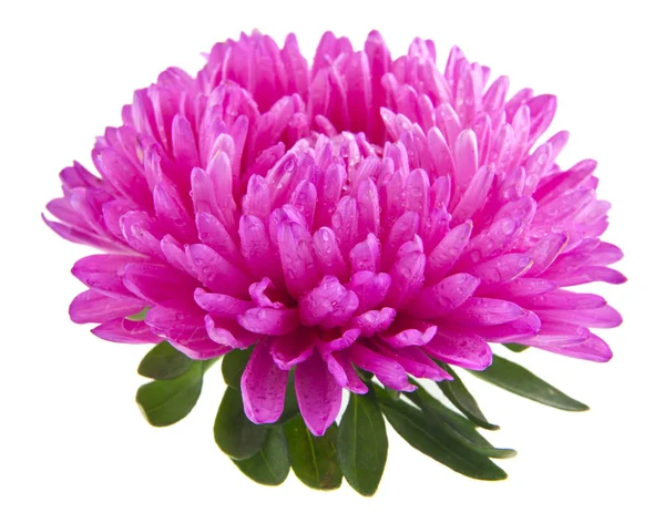 Aster Blumen Isoliert Auf Weißem Hintergrund — Stockfoto