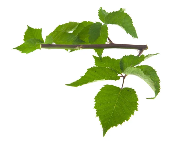 Beyaz Arka Plan Yakın Çekim Izole Blackberry Yeşil Yaprakları — Stok fotoğraf