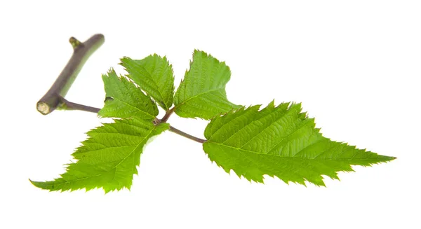 Green Leaves Blackberry Isolated White Background Close — Stock Photo, Image