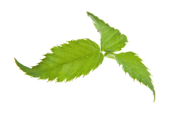 Grüne Blätter Der Brombeere Isoliert Auf Weißem Hintergrund Nahaufnahme — Stockfoto