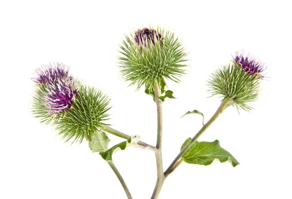 Burdock Isolated White Background — Stock Photo, Image