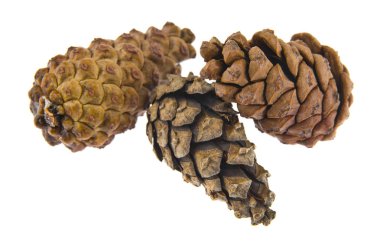 Beyaz arka plan üzerinde izole Noel ağacı koniler