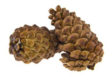 Beyaz arka plan üzerinde izole Noel ağacı koniler