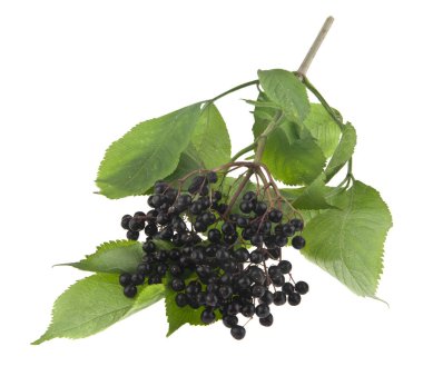 Beyaz arka plan üzerinde izole mürver çilek