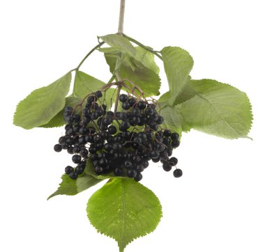 Beyaz arka plan üzerinde izole mürver çilek