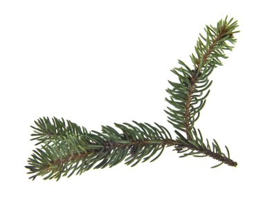 Beyaz arkaplanda izole edilmiş noel ağacı dalı
