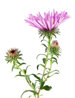 alp aster beyaz arka plan üzerinde izole