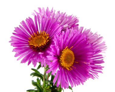 alp aster beyaz arka plan üzerinde izole