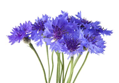 Beyaz arkaplanda izole edilmiş mavi çiçek