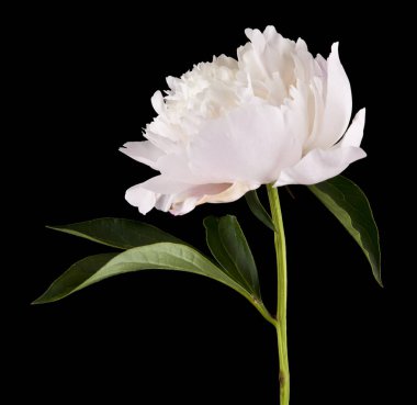 Peonies çiçek izole siyah arka plan üzerine