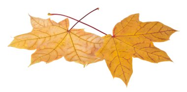 Beyaz arka plan üzerinde izole sonbahar akçaağaç yaprakları yakın çekim