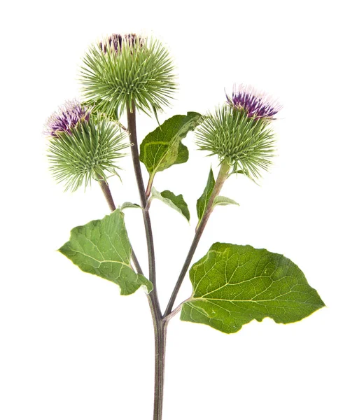 Burdock Isolated White Background — Stock Photo, Image