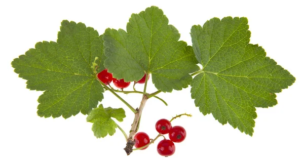 Rote Johannisbeeren Isoliert Auf Weißem Hintergrund — Stockfoto