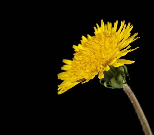 Yellow Dandelion Bloem Geïsoleerd Zwarte Achtergrond — Stockfoto