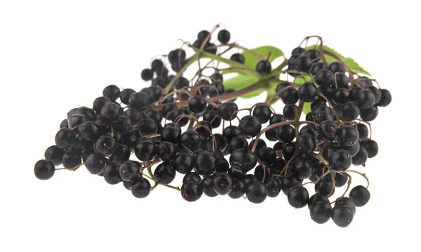 Εσωτερικη Elderberry Που Απομονώνονται Λευκό Φόντο — Φωτογραφία Αρχείου