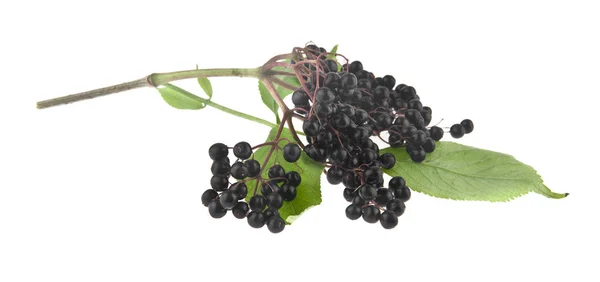 Elderberry Isolated White Background Close — Stock Photo, Image