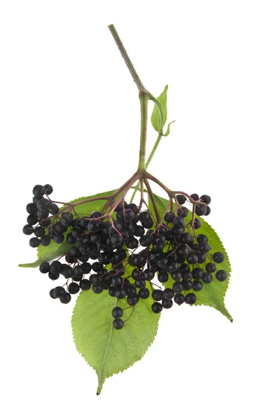 Elderberry Berries Isolated White Background — Stock Photo, Image