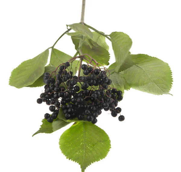 Beyaz arka plan üzerinde izole mürver çilek