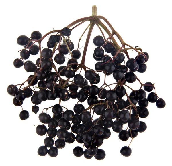 Beri Elderberry Diisolasi Latar Belakang Putih — Stok Foto