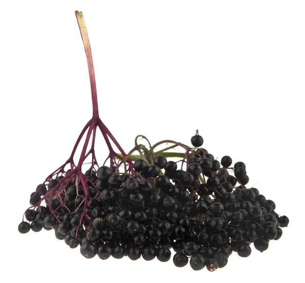 배경에 Elderberry — 스톡 사진